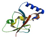 Microtubule Associated Protein 1 Light Chain 3 Gamma (MAP1LC3C)