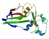 Microtubule Associated Protein 10 (MAP10)