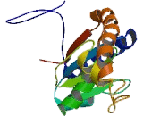 Microtubule Associated Protein 1B (MAP1B)