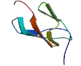 Microtubule Associated Protein 2 (MAP2)