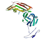 Microtubule Associated Protein 4 (MAP4)