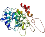 Microtubule Associated Protein 6 (MAP6)