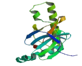 Microtubule Associated Serine/Threonine Kinase Like Protein (MASTL)