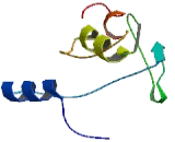 MID1 Related Chloride Channel Protein (MCLC)