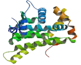 Mineralocorticoid Receptor (MR)