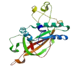 Minichromosome Maintenance Deficient 2 (MCM2)