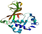 Minichromosome Maintenance Deficient 5 (MCM5)