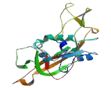 Minichromosome Maintenance Deficient 6 (MCM6)