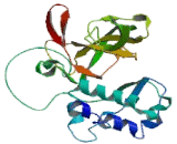 Minichromosome Maintenance Deficient 8 (MCM8)