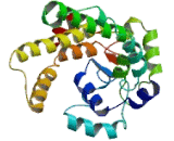 Mitochondrial Carrier Homolog 1 (MTCH1)