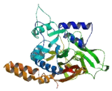 NADH Dehydrogenase Ubiquinone 1 Alpha Subcomplex Assembly Factor 7 (NDUFaF7)