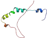 Mitochondrial Fission Regulator 1 (MTFR1)