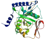 Mitochondrial Poly A Polymerase (MTPAP)