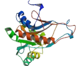 Mitochondrial Ribosomal Protein L1 (MRPL1)