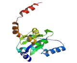 Mitochondrial Ribosomal Protein L10 (MRPL10)