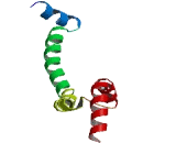 Mitochondrial Ribosomal Protein L11 (MRPL11)