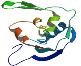 Mitochondrial Ribosomal Protein L13 (MRPL13)