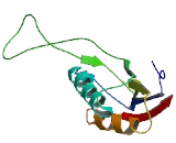 Mitochondrial Ribosomal Protein L16 (MRPL16)