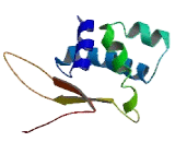 Mitochondrial Ribosomal Protein L17 (MRPL17)