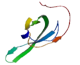 Mitochondrial Ribosomal Protein L19 (MRPL19)