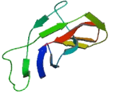 Mitochondrial Ribosomal Protein L21 (MRPL21)