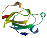 Mitochondrial Ribosomal Protein L23 (MRPL23)