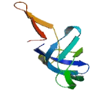 Mitochondrial Ribosomal Protein L24 (MRPL24)