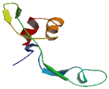 Mitochondrial Ribosomal Protein L28 (MRPL28)