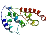 Mitochondrial Ribosomal Protein L30 (MRPL30)