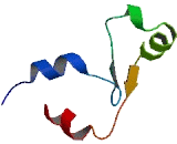 Mitochondrial Ribosomal Protein L35 (MRPL35)