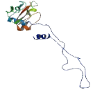 Mitochondrial Ribosomal Protein L4 (MRPL4)