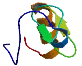 Mitochondrial Ribosomal Protein L41 (MRPL41)