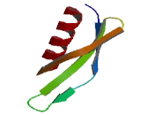 Mitochondrial Ribosomal Protein L44 (MRPL44)