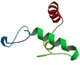 Mitochondrial Ribosomal Protein L48 (MRPL48)