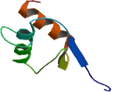 Mitochondrial Ribosomal Protein L49 (MRPL49)