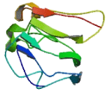 Mitochondrial Ribosomal Protein L50 (MRPL50)