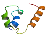 Mitochondrial Ribosomal Protein L51 (MRPL51)