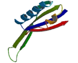 Mitochondrial Ribosomal Protein S10 (MRPS10)