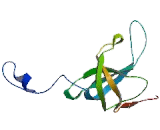 Mitochondrial Ribosomal Protein S12 (MRPS12)