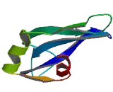 Mitochondrial Ribosomal Protein S16 (MRPS16)