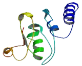 Mitochondrial Ribosomal Protein S22 (MRPS22)