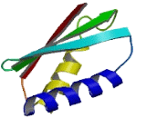 Mitochondrial Ribosomal Protein S24 (MRPS24)