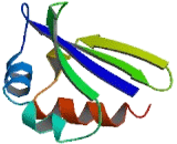 Mitochondrial Ribosomal Protein S25 (MRPS25)