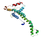 Mitochondrial Ribosomal Protein S27 (MRPS27)