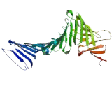 Mitochondrial Ribosomal Protein S31 (MRPS31)