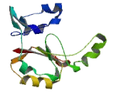 Mitochondrial Ribosomal Protein S35 (MRPS35)