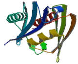 Mitochondrial Ribosomal Protein S5 (MRPS5)