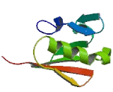 Mitochondrial Ribosome Recycling Factor (MRRF)