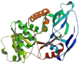 Mitochondrial Trans-2-Enoyl Coenzyme A Reductase (MECR)