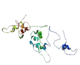 Mitochondrial Transcription Termination Factor (MTERF)